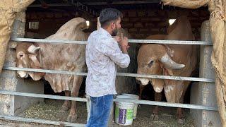 Ansuya gir gaushala ka best gir cow collection pavan bull Madhurinobull raninobull bagaliyo bull