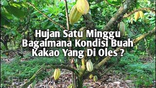 Begini Hasil Oles Buah Kakao Setelah Satu Minggu Di Guyur Hujan 