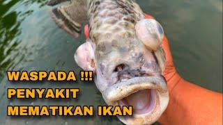 PENYAKIT POP EYE TIDAK PANDANG BULU - SEMUA JENIS IKAN BISA TERKENA PENYAKIT INI