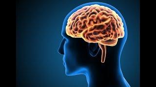 आपके दिमाग के बारे में तथ्य  Enigmatic Facts About the Human Brain and Consciousness