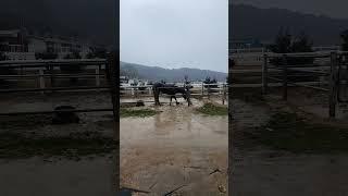 Horse playing in a puddle