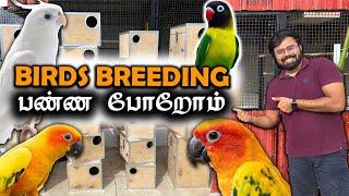 Birds Breeding பண்ண போறோம்  Nest Box Update  Birds Breeding Box