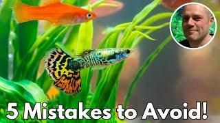 Guppy Keeping Fails Learn from These 5 Common Mistakes