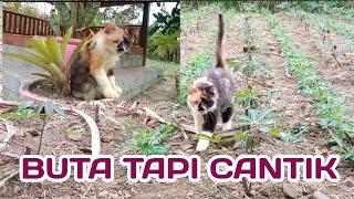 KUCING BUTA HILANG BIKIN PANIK DAN CEMAS