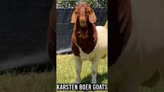 Karsten Boer Goat #bode #boer #farm