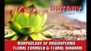 Morphology Of Angiosperms  Floral Formula & Floral Diagram  Features Of RootStemLeaf  Section 6