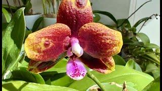 Несравненная ароматная орхидея Allura Voodoo. Другие орхидеи от Allura.