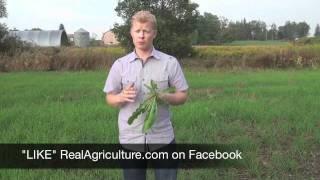 Wheat School Fall Weed Control in Winter Wheat - Mike Cowbrough OMAFRA