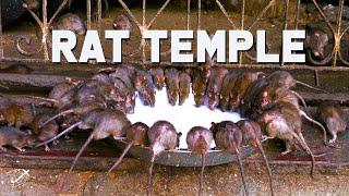 Karni Mata Rat Temple in Bikaner India  The Planet D