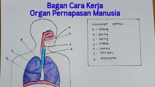 Membuat Bagan Cara Kerja organ Pernapasan Manusia