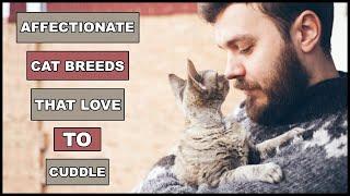 Most Affectionate Cat Breeds That Actually Love To Cuddle  Animal Globe