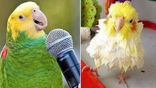 Smart And Funny Parrots Parrot Talking Videos Compilation 2024 - Cute Birds #22