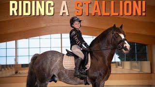 RIDING A STALLION Harlow rides Ringo the Stallion Pony at Forest Oaks Equestrian