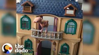 Naked Lovebird Guards His Dollhouse  The Dodo