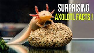 10 Axolotls Facts That Will Surprise You
