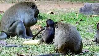 So Pity Poor baby monkey Donny Why King monkey Achep do bad on Baby mo