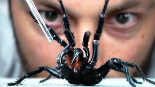 I Vacuum Venom from the Worlds Deadliest Spider