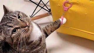 New Funniest Cats And Dogs Videos  Best Of The 2023 Funny Animal Videos  - Cutest Animals Ever