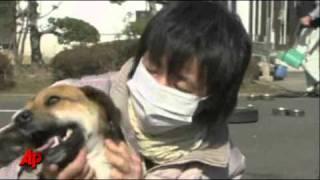 Joy As Dog Owner Greet After Tsunami