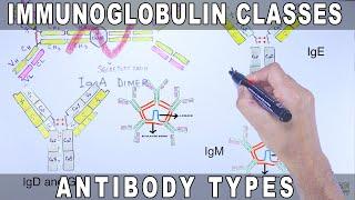 Immunoglobulin Isotypes  Antibody Classes