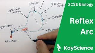 The Reflex Arc - GCSE Biology  kayscience.com