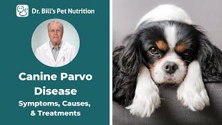 Canine Parvo Disease  Symptoms Causes & Treatments  Dr. Bills Pet Nutrition