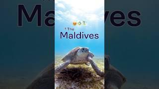 Your dream destination is calling ️#maldives #travel #travelvlog #shorts