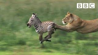 Lioness chases Zebra  Natures Great Events - BBC One