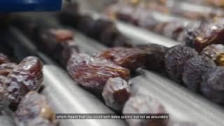 Amazing Medjool Dates Fruit Farming and Factory - Artificial Intelligence Date Processing Technology