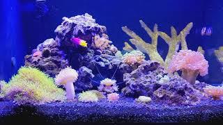 My Fluval Evo 13.5 Marine Reef Tank - 5 Months in