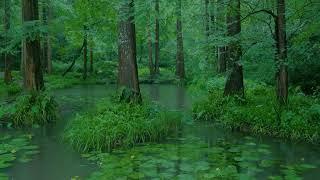 The beautiful forest is raining171  sleep relax meditate study work ASMR