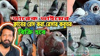 তারেক ভাইয়ের রেসার কবুতর ক্লাবের  আসল রেসার কবুতর কিনুন। racing pigeons loft