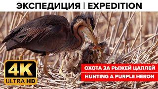 Hunting a Purple Heron