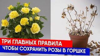 Три главных правила чтобы сохранить розы в горшке