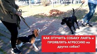 Как отучить собаку лаять и проявлять агрессию к другим собакам?