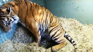 Tiger giving birth