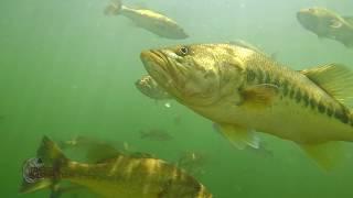 Craziest Underwater Bass Fishing Footage EVER Whopper Plopper Swimbait Jerkbait Fluke Topwater