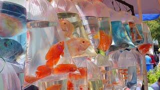 Galif Street Pet Market Aquarium Fish Collection  How to go galiff street pet market #aquarium