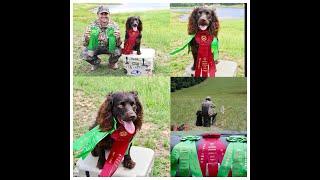 chiefholland Boykin Spaniel Old Hatchie HRC Hunt Test May 2018 Seasoned Title