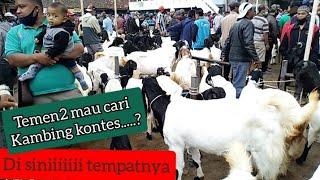 Sentralnya kambing kontes indonesiapasar kambing kaligesing purworejo.zamrud khatulistiwa channel