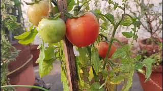 video link #tomato #nature #garden httpsyoutu.betlShYIDI53U