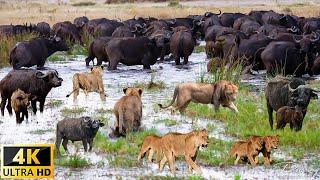 4K Afrikanische Tiere Kakum-Nationalpark Ghana – Szenischer Tierfilm mit afrikanischer Musik