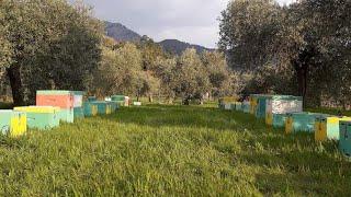 Honey bee  farming BeekeepingGB MOUNTAIN HONEY