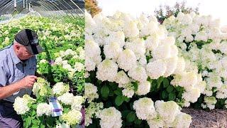 Hydrangea Little Hottie®  - Terrific Small Growing Free Flowering Easy to Grow Panicle Hydrangea