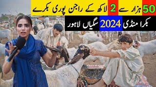 Bakra Mandi 2024  Bakra Mandi Sagyan Lahore  Bakra Mandi Rajan Puri Bakray  Qurbani Kay Janwar