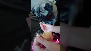 My pug likes madelein