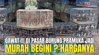 GAWAT  JADI MURAH BEGINI ? HARGA BURUNG OMBYOKAN DI PASAR PRAMUKA