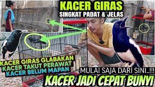 PUNYA KACER KOK GIRAS ⁉️ AWALI DENGAN CARA INI SAJA AGAR KACER CEPAT BUNYI GACOR