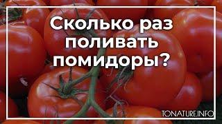 Сколько раз поливать помидоры?  toNature.Info
