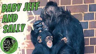 Unrelated Chimp Sally Really Does Love Baby Jeff